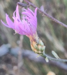Centaurea paniculata