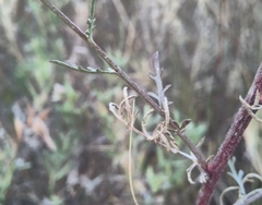 Centaurea paniculata