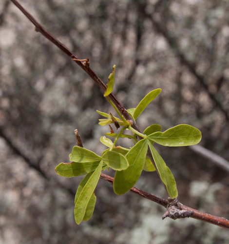 Commiphora oblanceolata