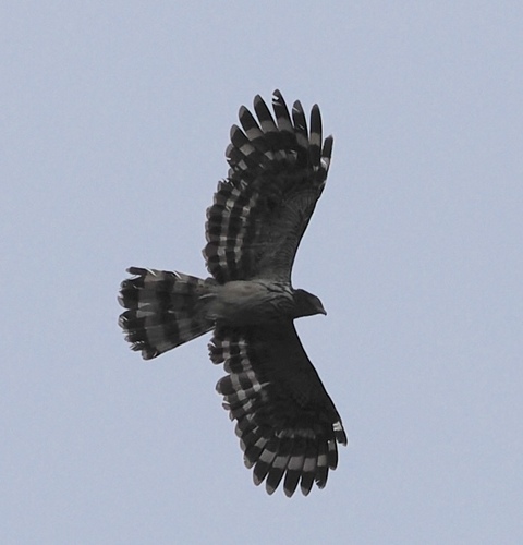 Long-tailed Honey-buzzard (Henicopernis longicauda)
