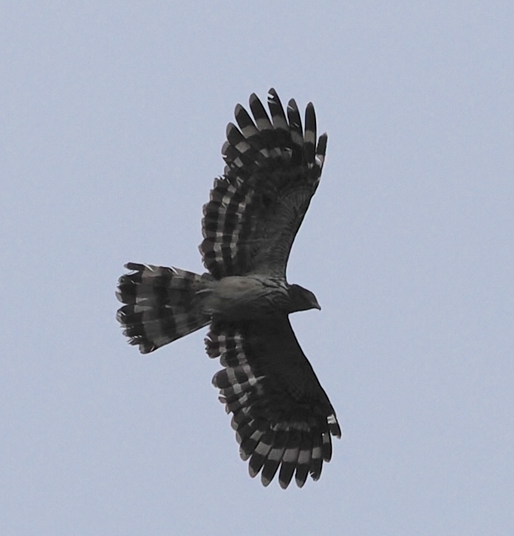 Long-tailed Honey Buzzard (Henicopernis longicauda), photo 10