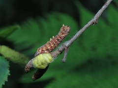 Geometra papilionaria