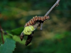 Geometra papilionaria