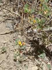 Acmispon brachycarpus