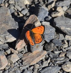 Lycaena cupreus