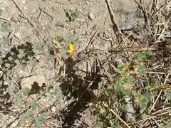 Acmispon brachycarpus