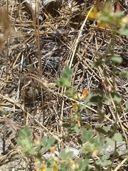 Acmispon brachycarpus