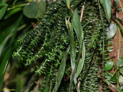 Lycopodiales