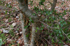 Commiphora pyracanthoides