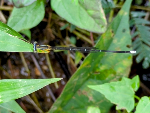 Blue Bush Dart photo 4