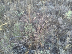 Centaurea paniculata