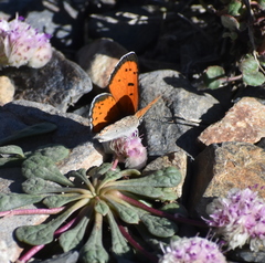 Lycaena cupreus