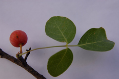 Commiphora tenuipetiolata