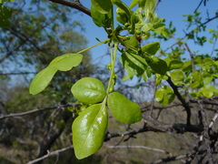 Commiphora tenuipetiolata