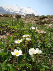 Fragaria nubicola