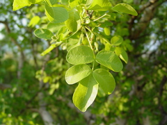 Commiphora tenuipetiolata