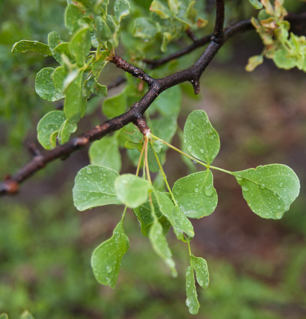 Satinbark Corkwood