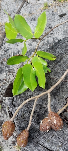 Hymenaea verrucosa observed 2024-11-21