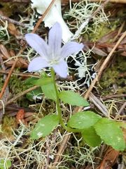 Campanula californica