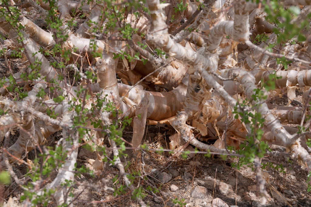 Slender Corkwood