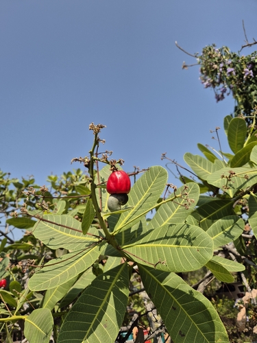 Anacardium humile, photograph 6