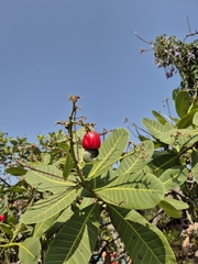 Anacardium humile, photograph (c) João Arthur Rabello, some rights reserved (CC BY)