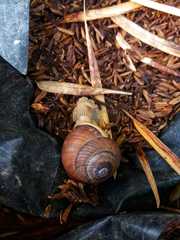 Dyakiidae