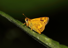 Taractrocera