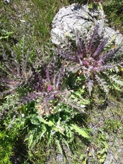 Cirsium scariosum
