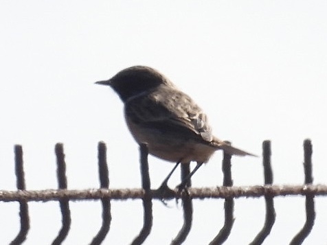 Tarabilla europea