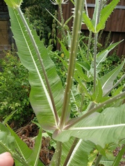 Dipsacus fullonum