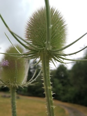 Dipsacus fullonum