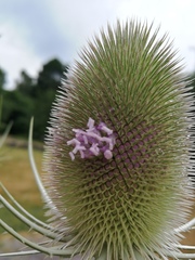 Dipsacus fullonum