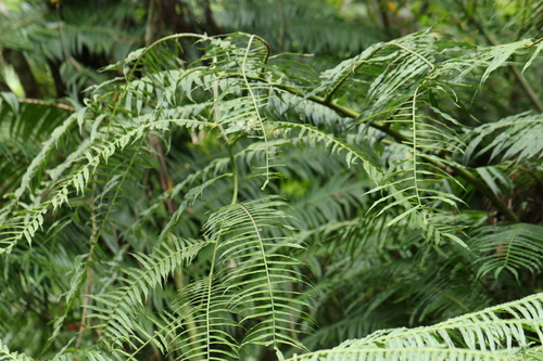 Angiopteris palmiformis iNat (1)