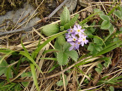 Primula denticulata