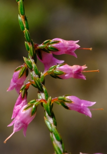 Erica virginalis
