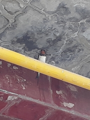 Hirundo rustica