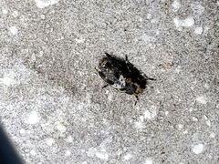 Euparius