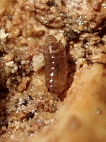 Trichoniscus darwini