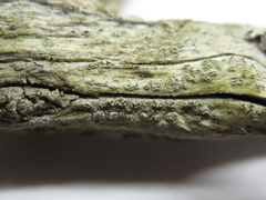 Pertusaria sulcata