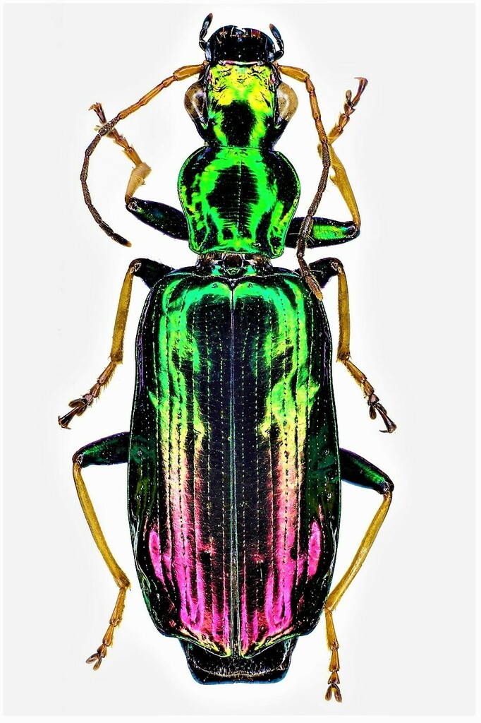 Calleida viridiaurea