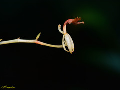 Liparis