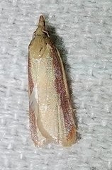 Peoria approximella