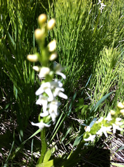 Platanthera dilatata leucostachys
