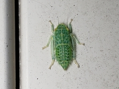 Rugosana