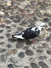Columba livia domestica