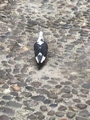 Columba livia domestica