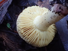 Porpoloma