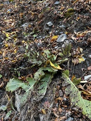 Cirsium purpuratum, photograph (c) 岸本年郎, some rights reserved (CC BY)
