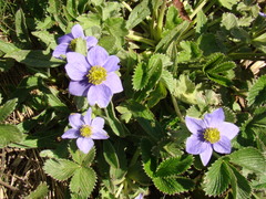 Anemonastrum